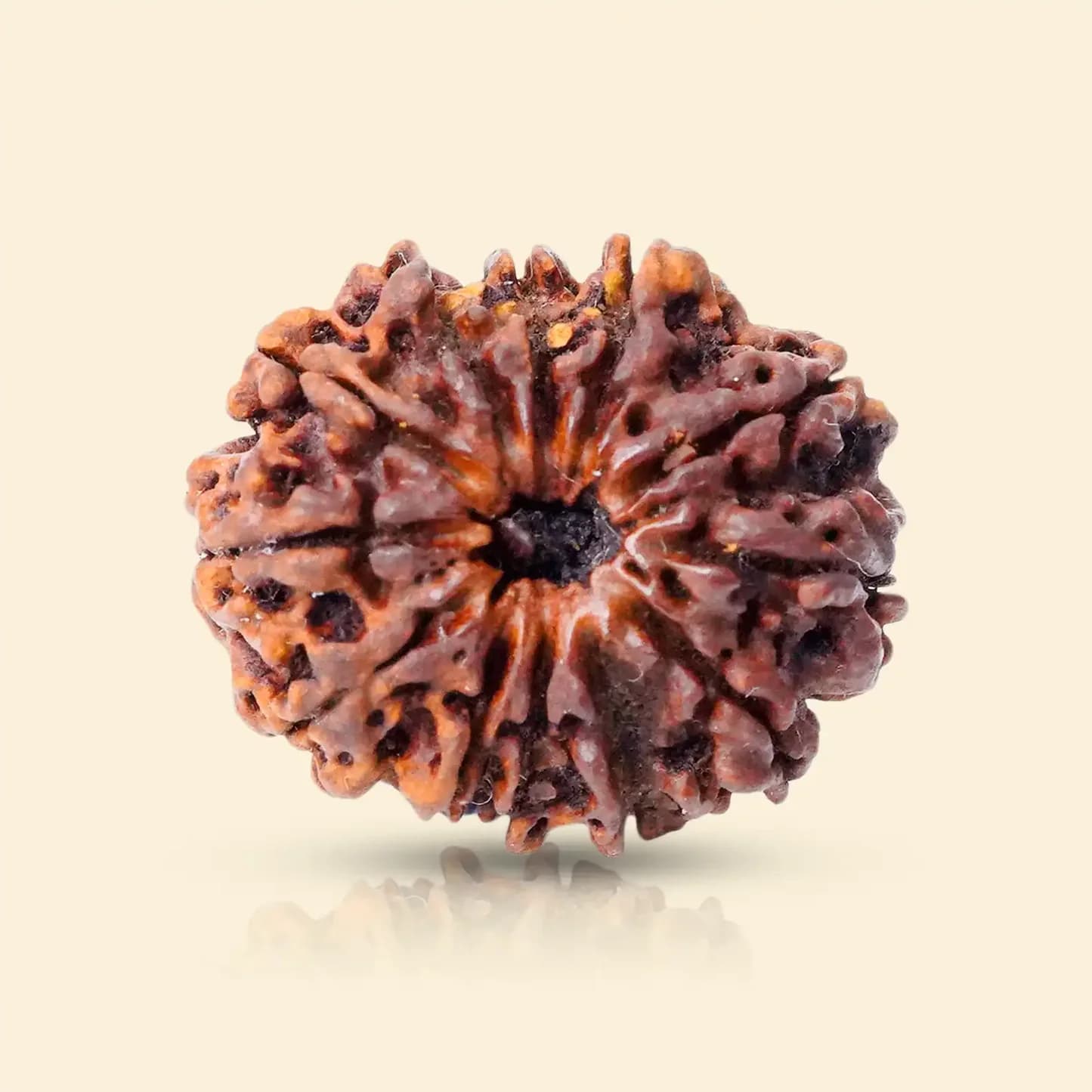 4 Mukhi Rudraksha (Nepali) - Without Silver Pendant / Regular / Without X-Ray Certificate view 3