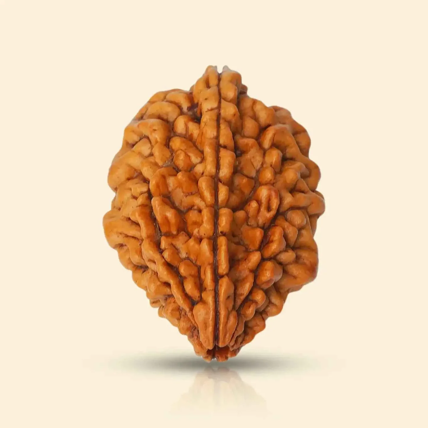 5 Mukhi Rudraksha Mala view 3