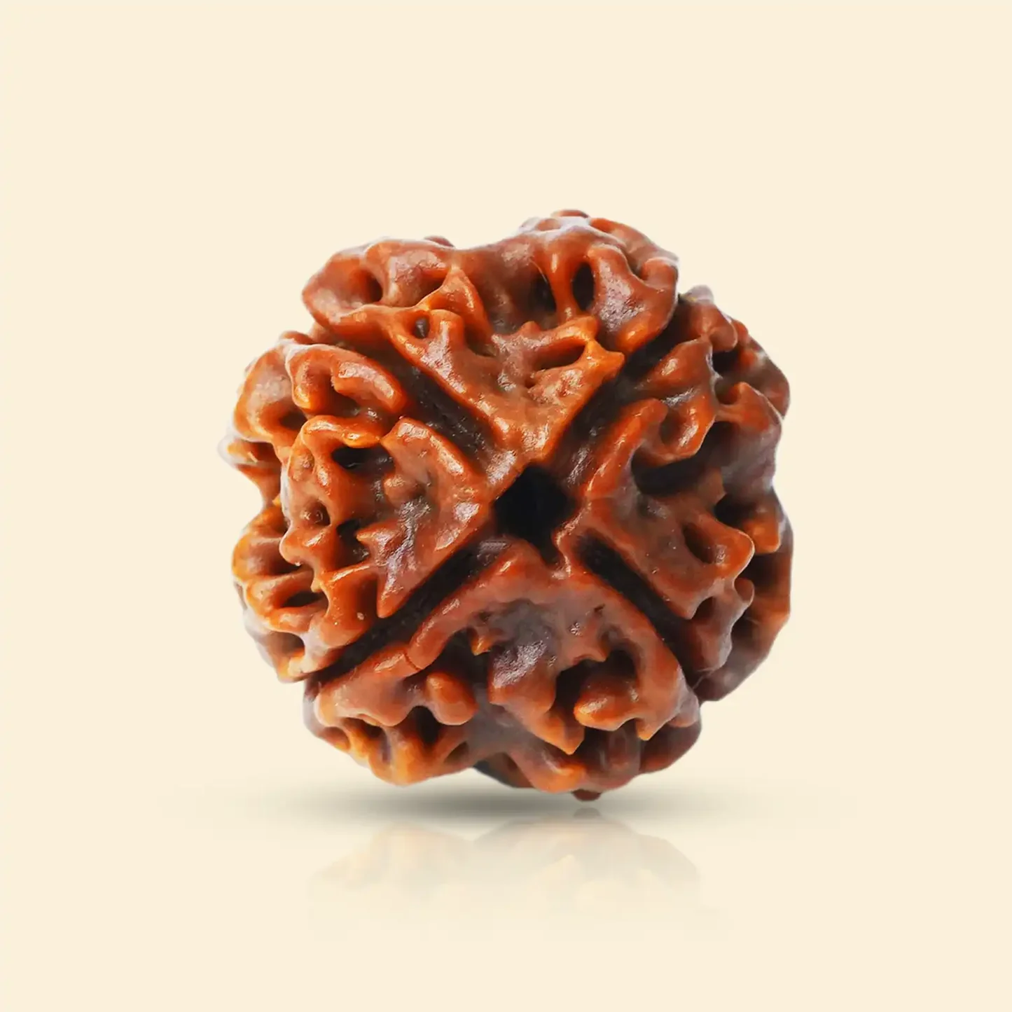 4 Mukhi Rudraksha (Nepali) - Without Silver Pendant / Regular / Without X-Ray Certificate view 5