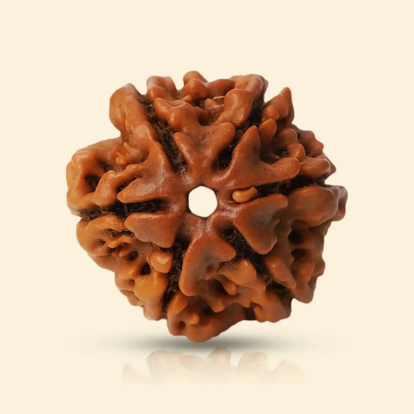 5 Mukhi Rudraksha Mala view 5