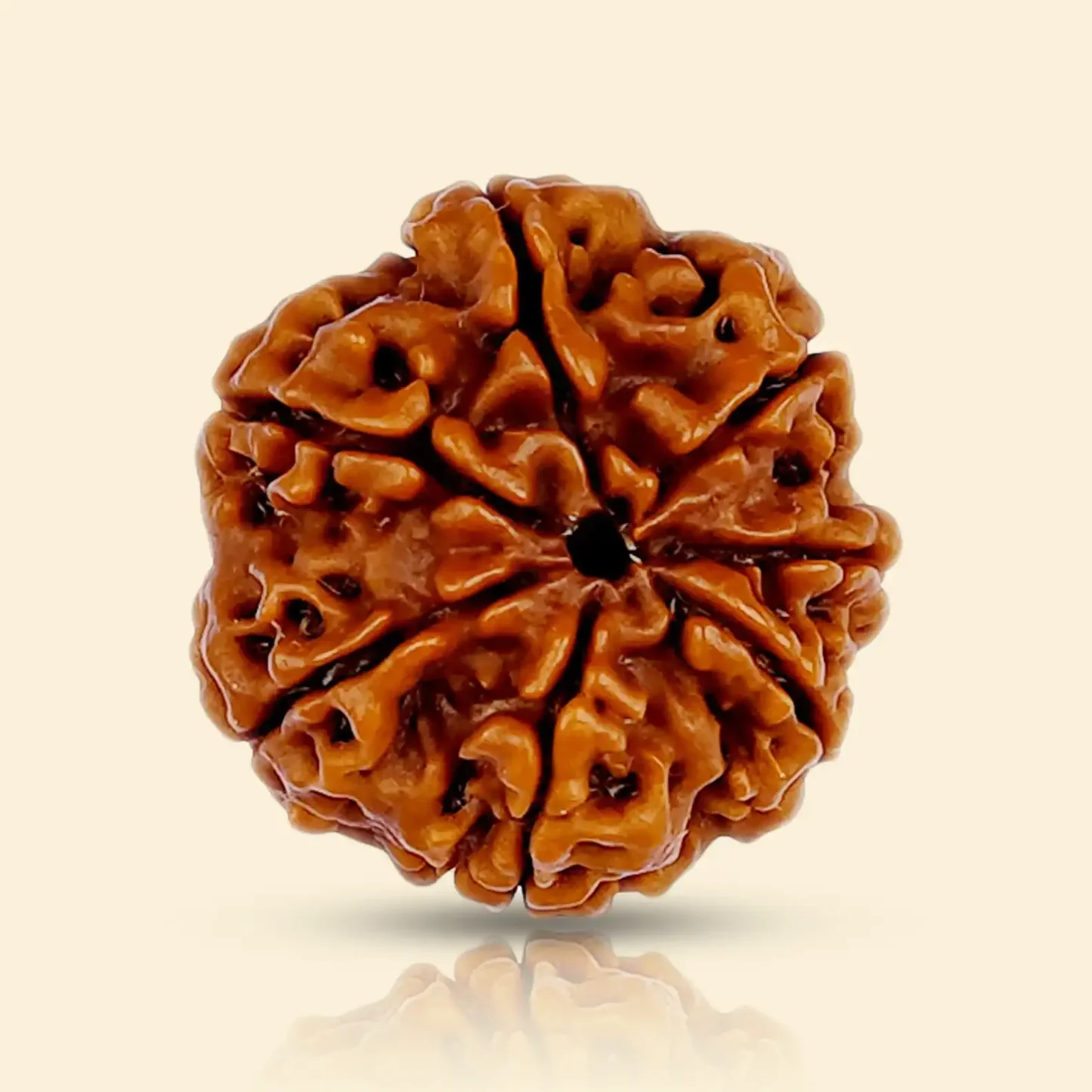 5 Mukhi Rudraksha (Nepali) - Without Silver Pendant / Regular / Without X-Ray Certificate